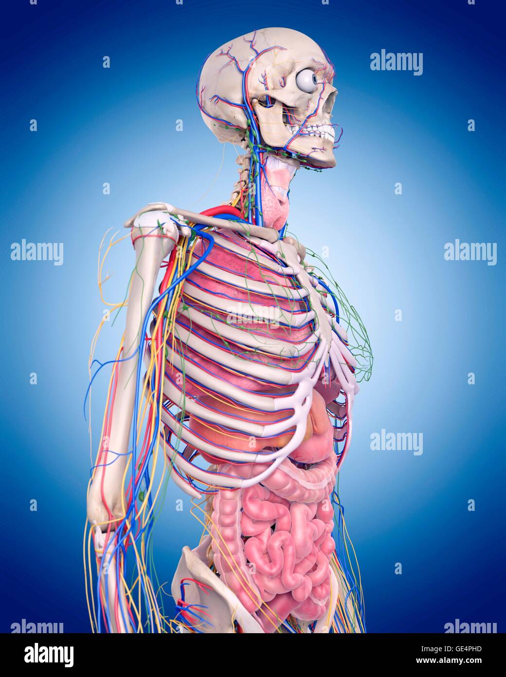 Menschliche Anatomie, Abbildung. Stockfoto