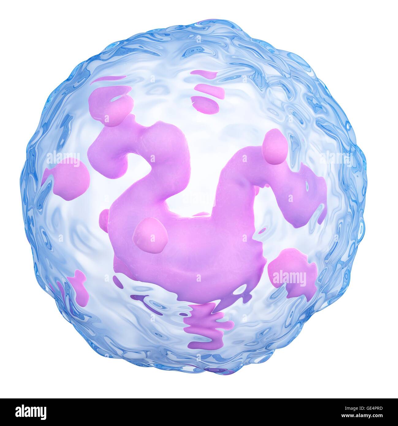 Basophil, Abbildung. Stockfoto