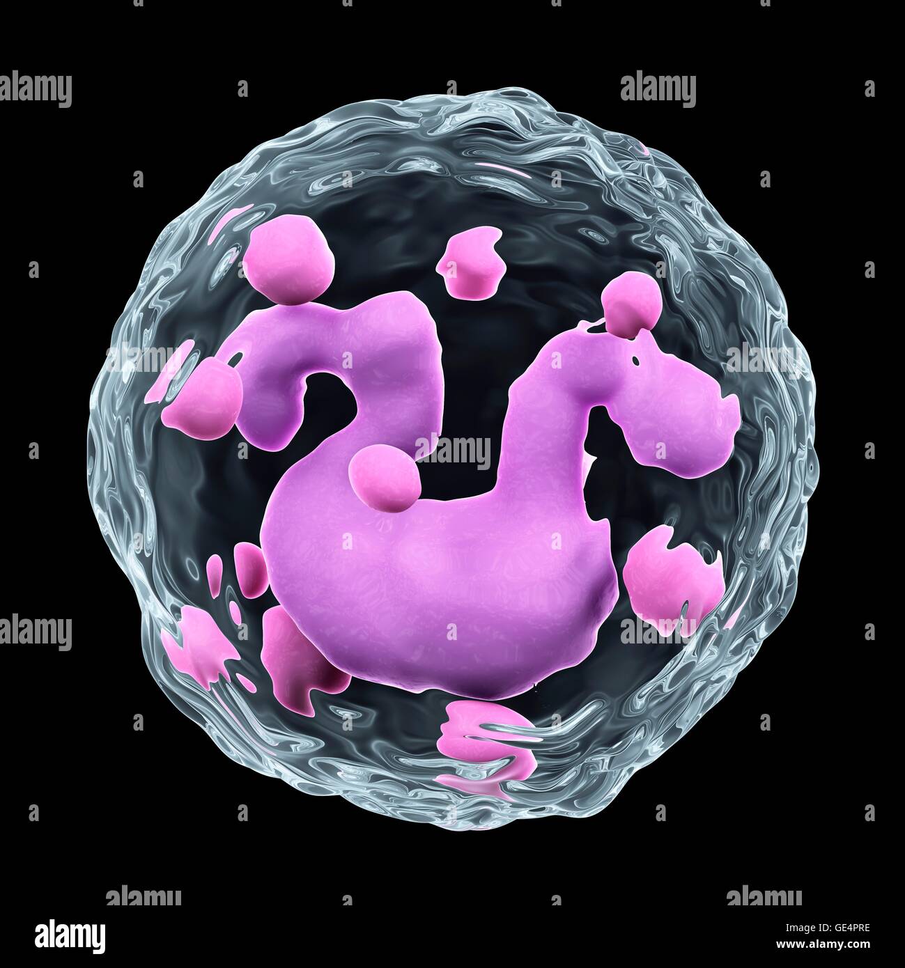 Basophil, Abbildung. Stockfoto