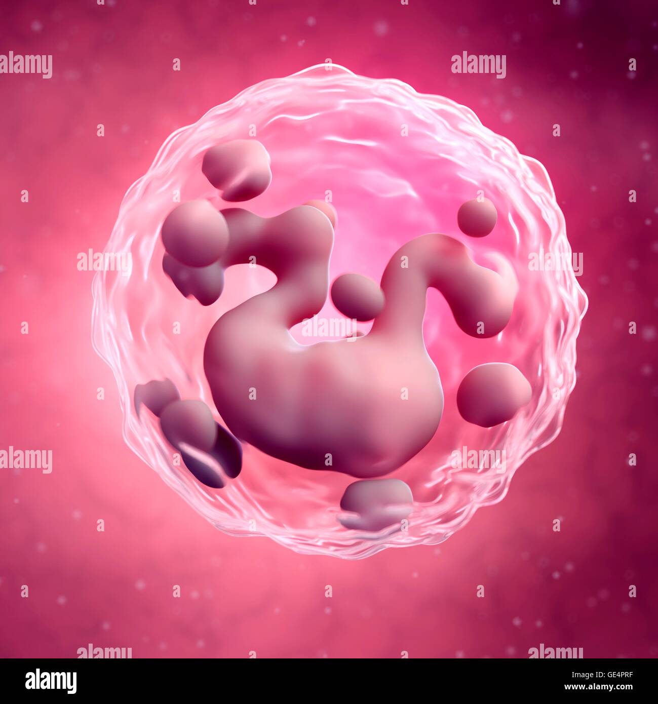 Basophil, Abbildung. Stockfoto
