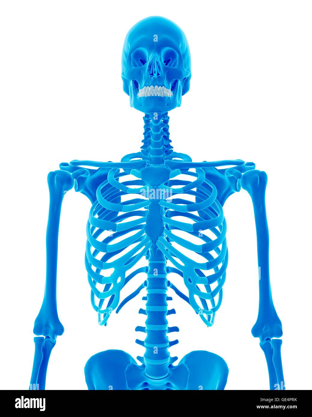 Menschliches Skelett, Abbildung. Stockfoto