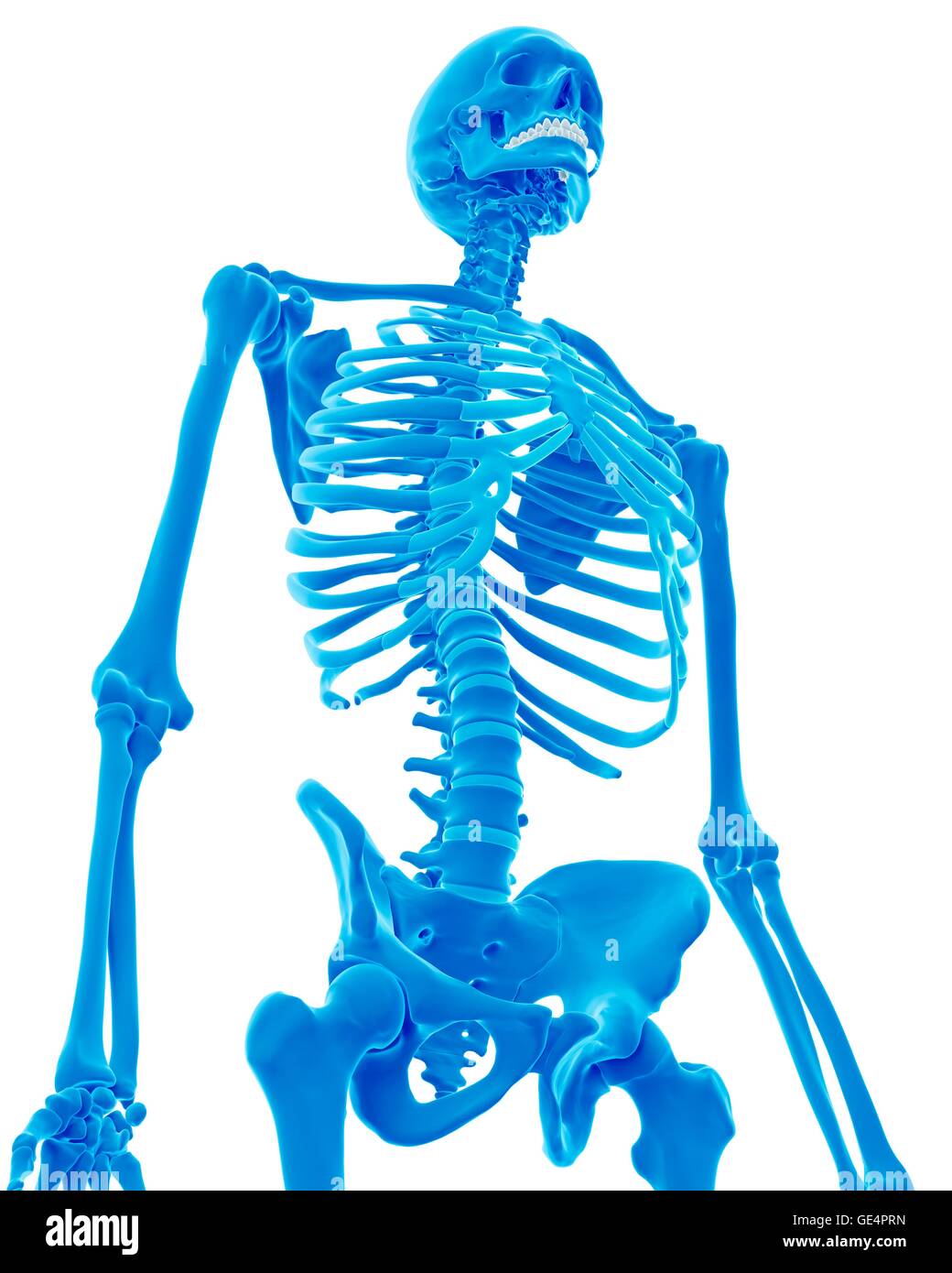 Menschliches Skelett, Abbildung. Stockfoto
