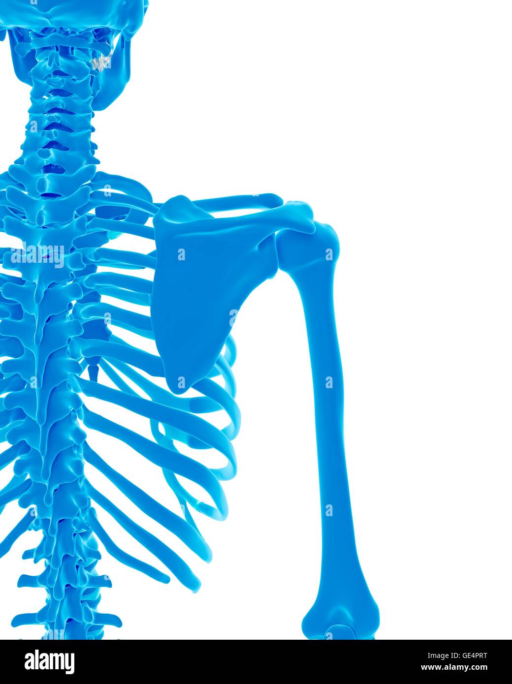 Menschliches Skelett, Abbildung. Stockfoto