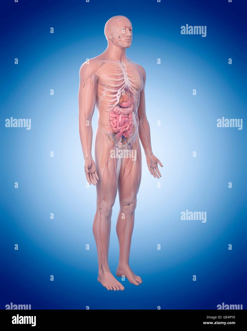 Menschliche Anatomie, Abbildung. Stockfoto