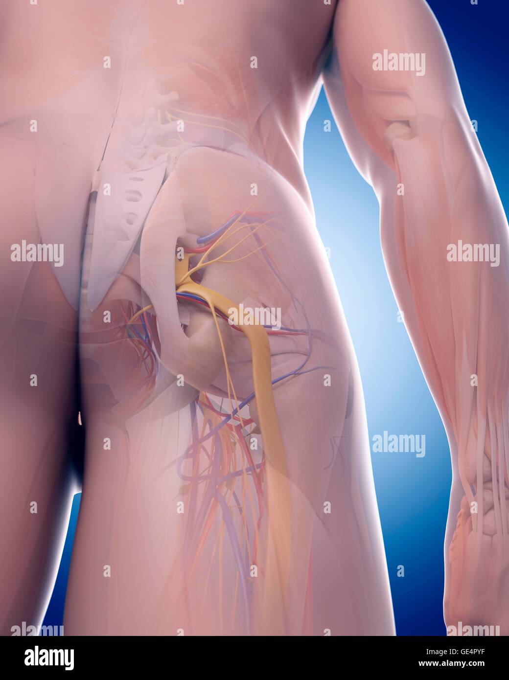 Der Ischiasnerv, Abbildung. Stockfoto