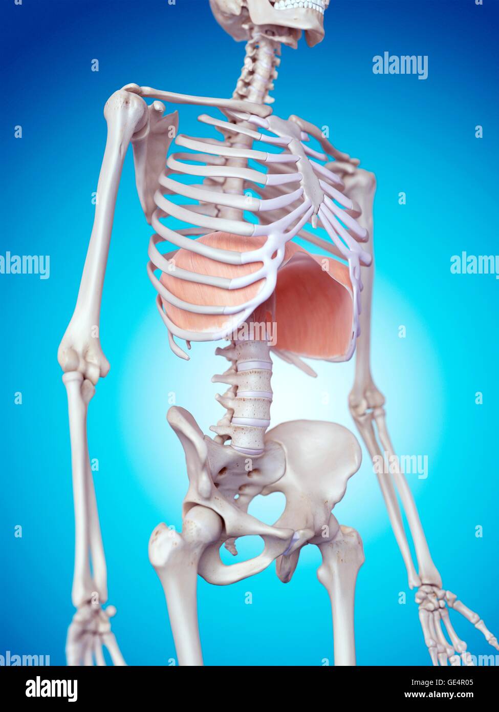 Menschlichen Membran, Abbildung. Stockfoto
