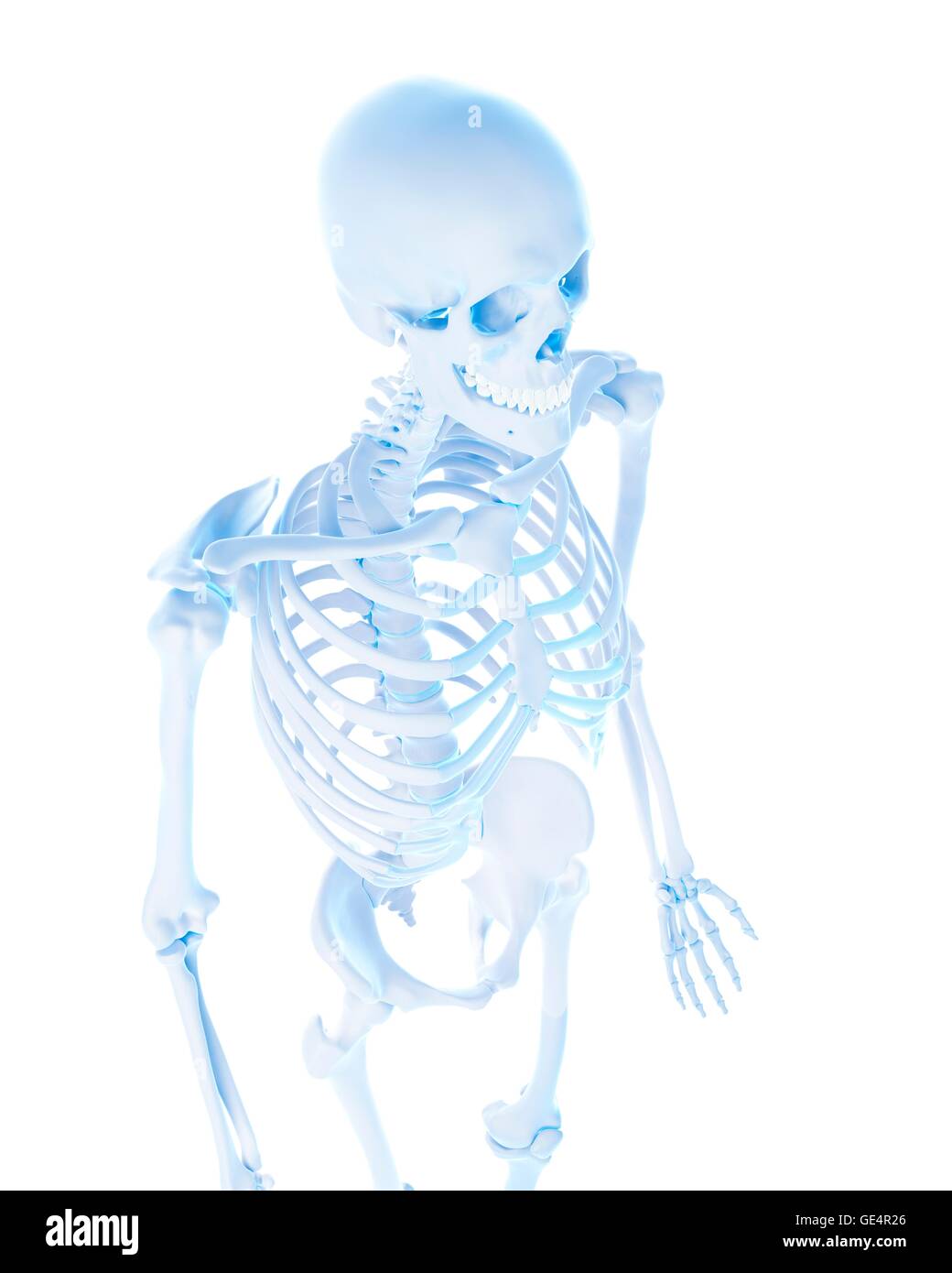 Menschliches Skelett-System, Abbildung. Stockfoto