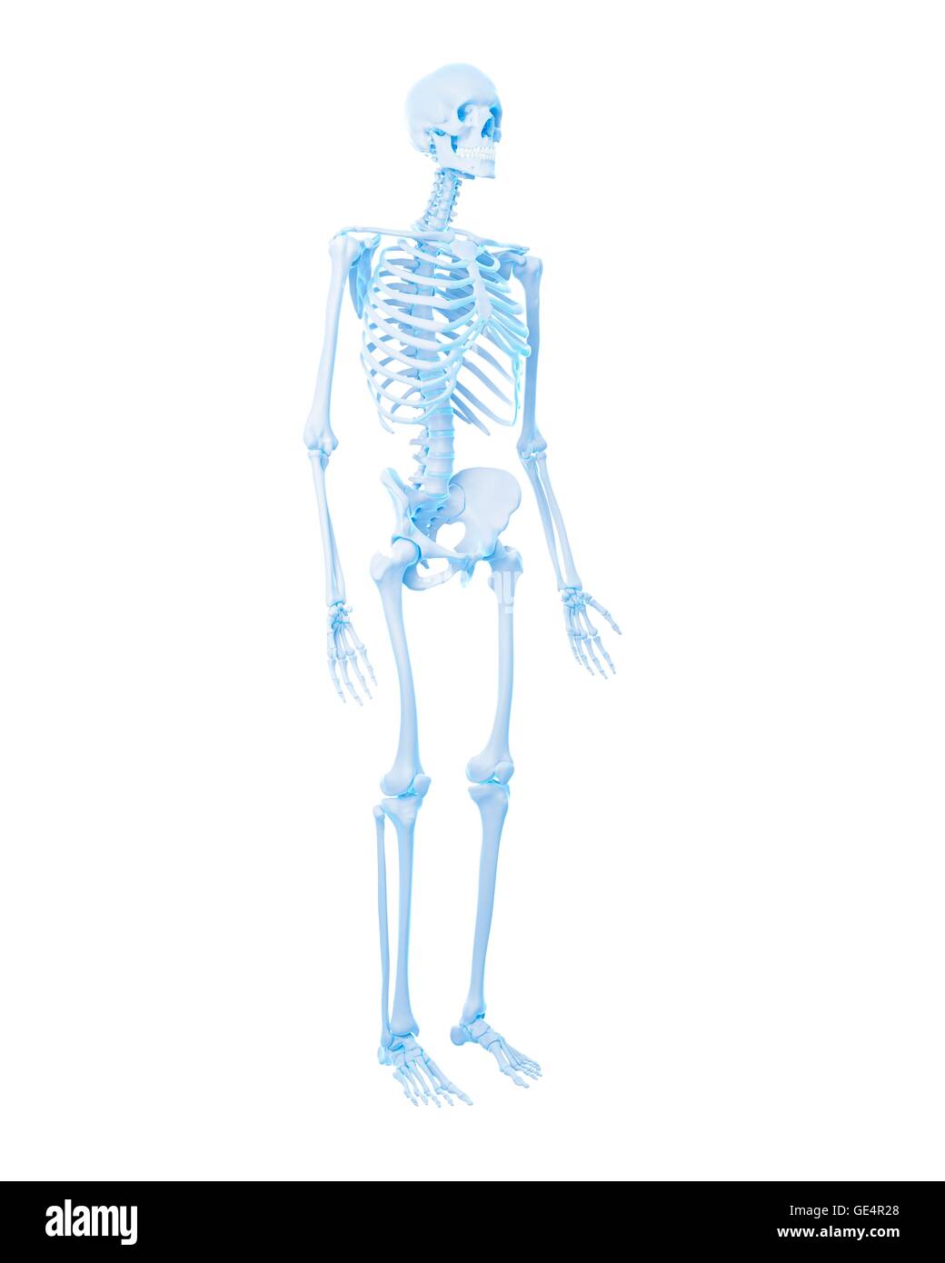Menschliches Skelett-System, Abbildung. Stockfoto