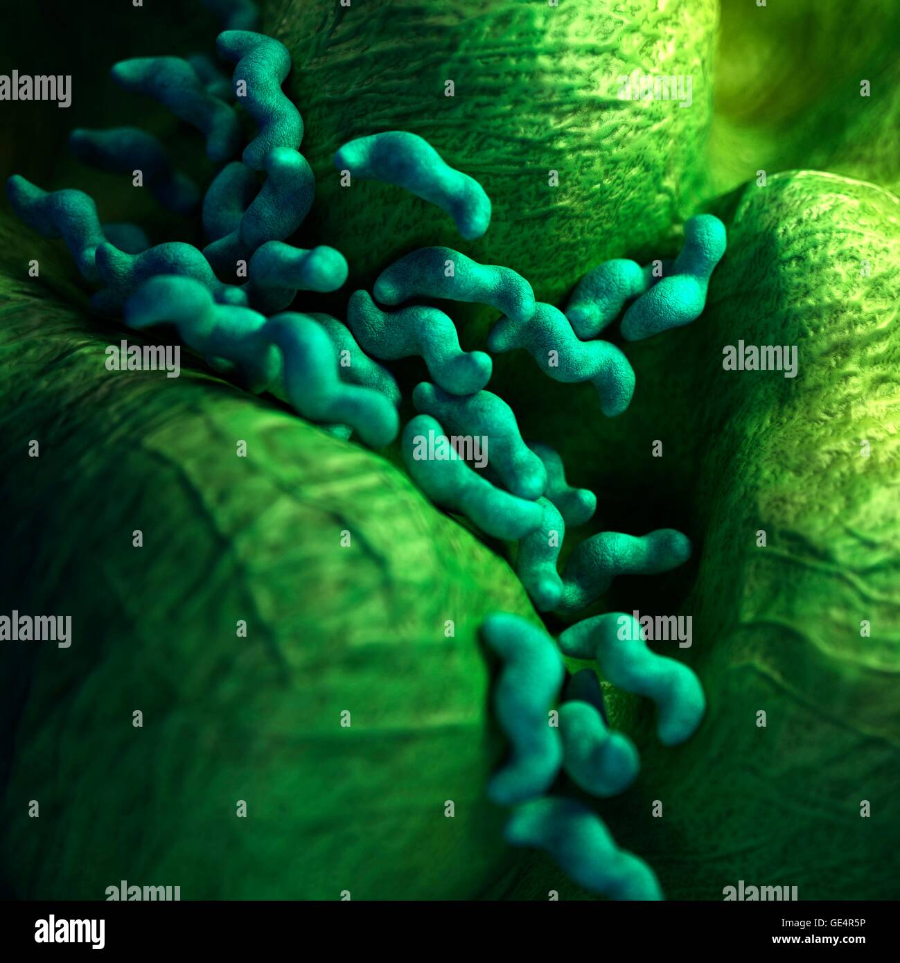 Campylobacter-Bakterien, Illustration. Stockfoto