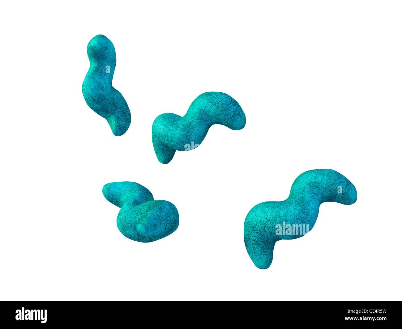 Campylobacter-Bakterien, Illustration. Stockfoto