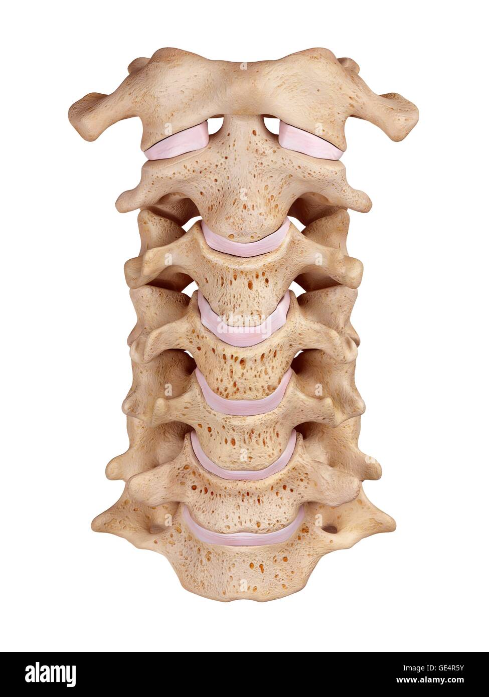 Halswirbelsäule, Abbildung. Stockfoto