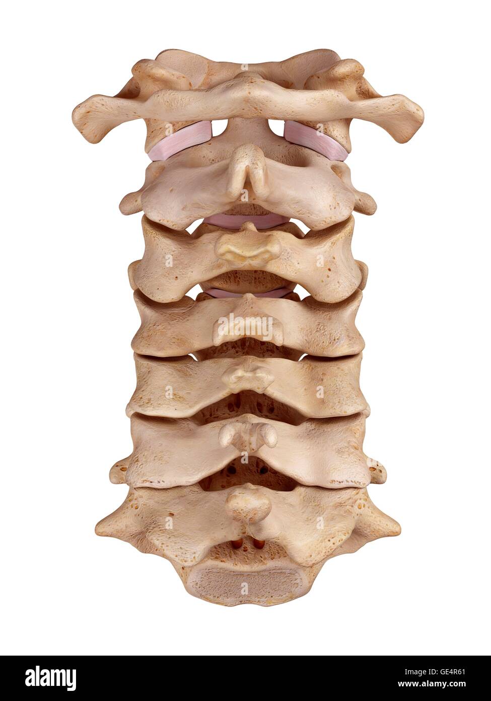 Halswirbelsäule, Abbildung. Stockfoto