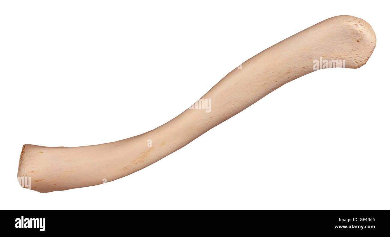 Menschlichen Schlüsselbein, Abbildung. Stockfoto