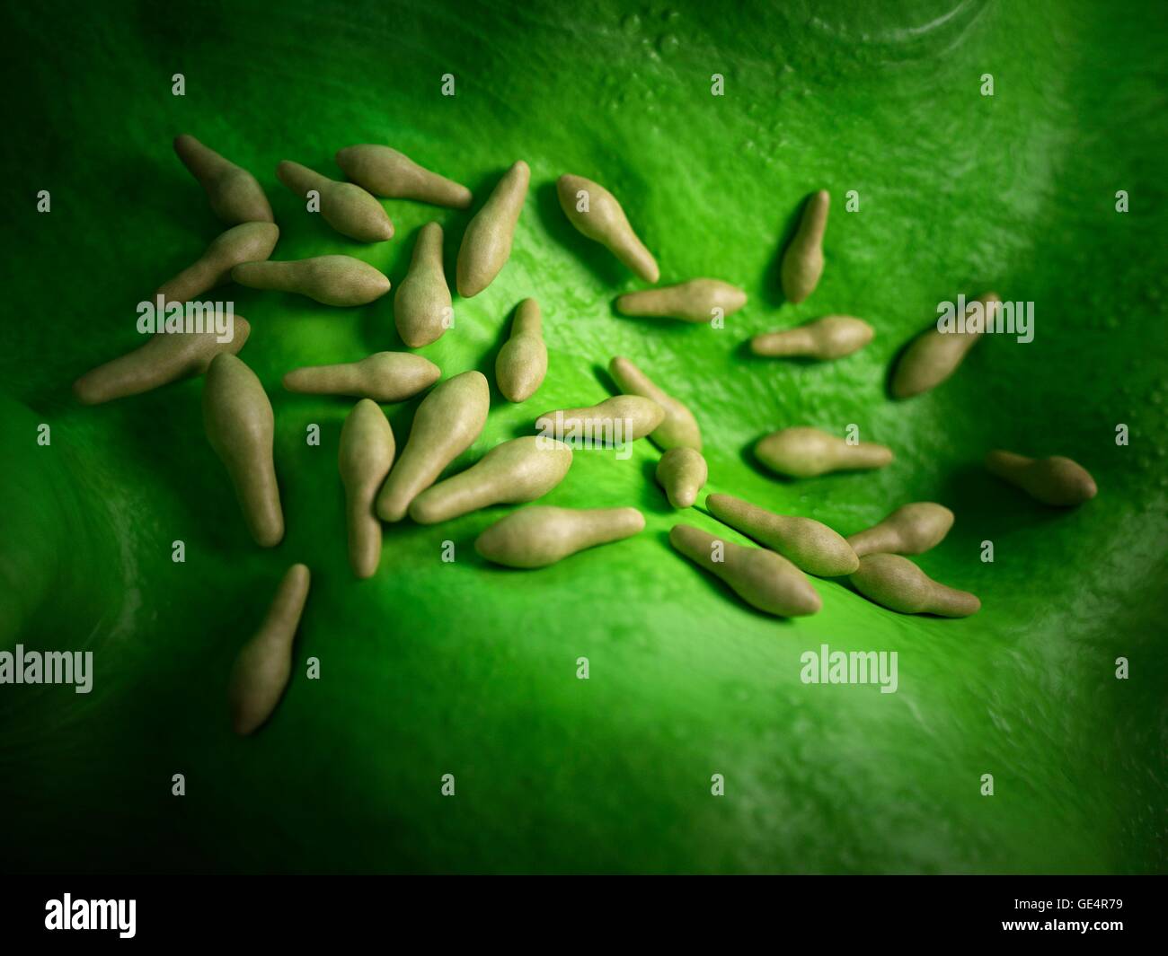 Clostridium Bakterien, Abbildung. Stockfoto