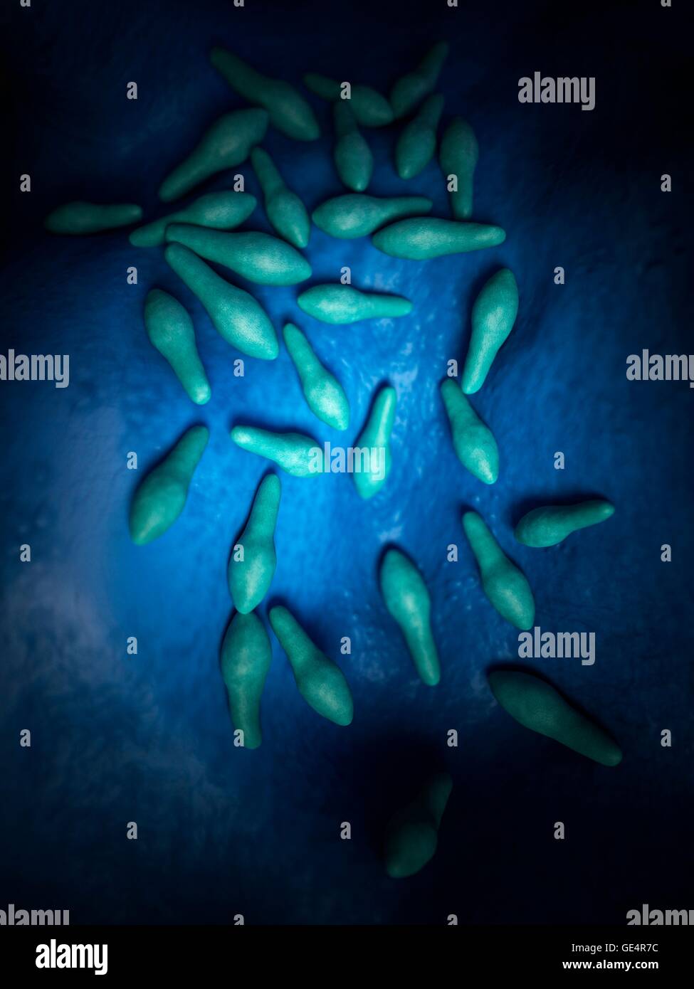 Clostridium Bakterien, Abbildung. Stockfoto