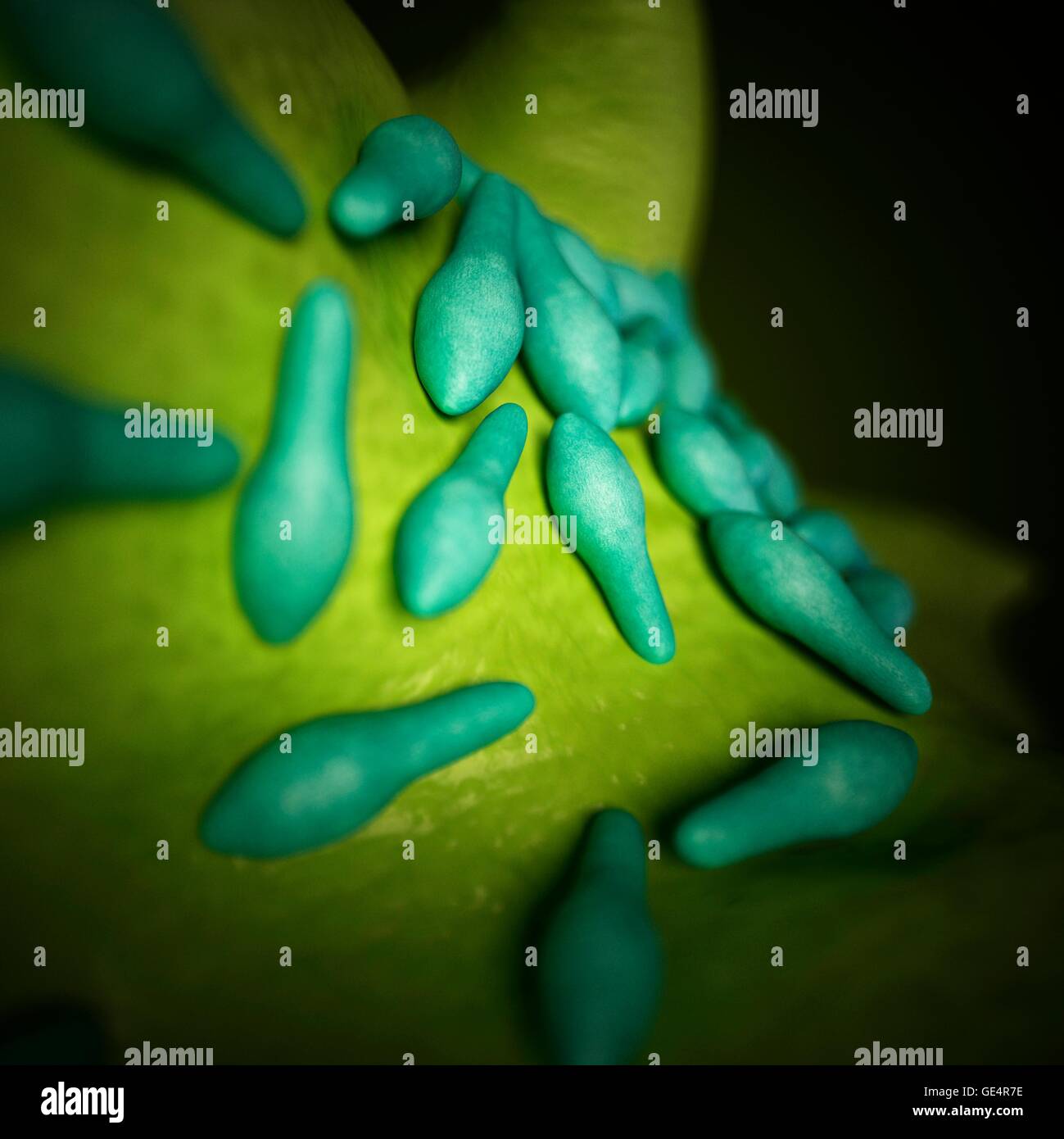Clostridium Bakterien, Abbildung. Stockfoto
