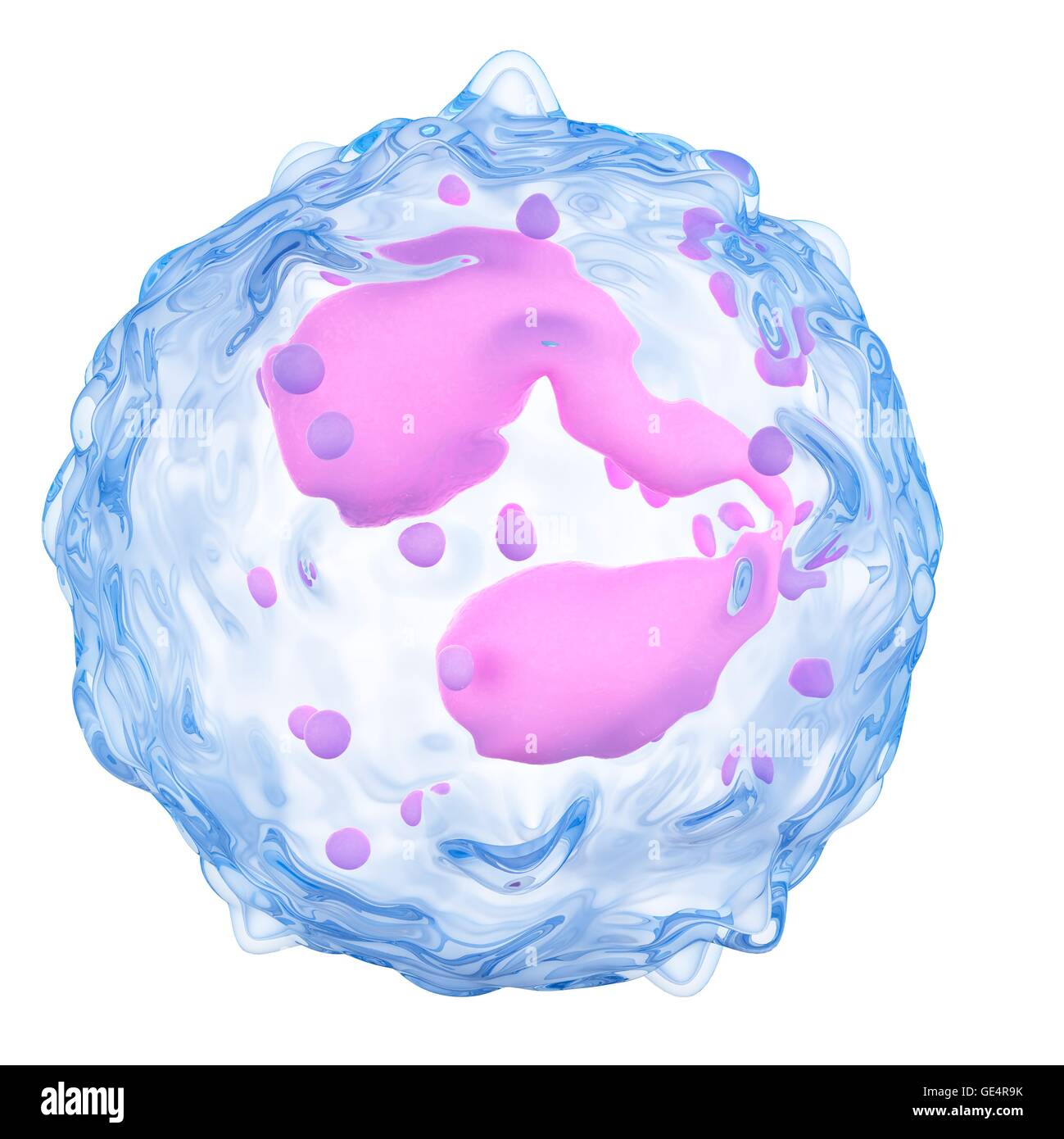 Eosinophilen, Abbildung. Stockfoto