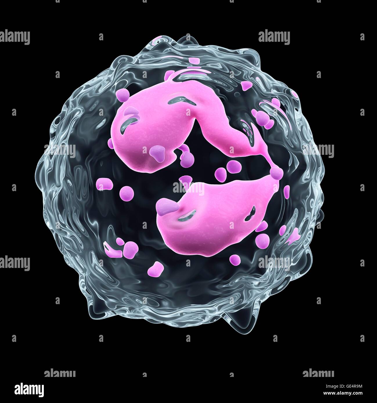 Eosinophilen, Abbildung. Stockfoto