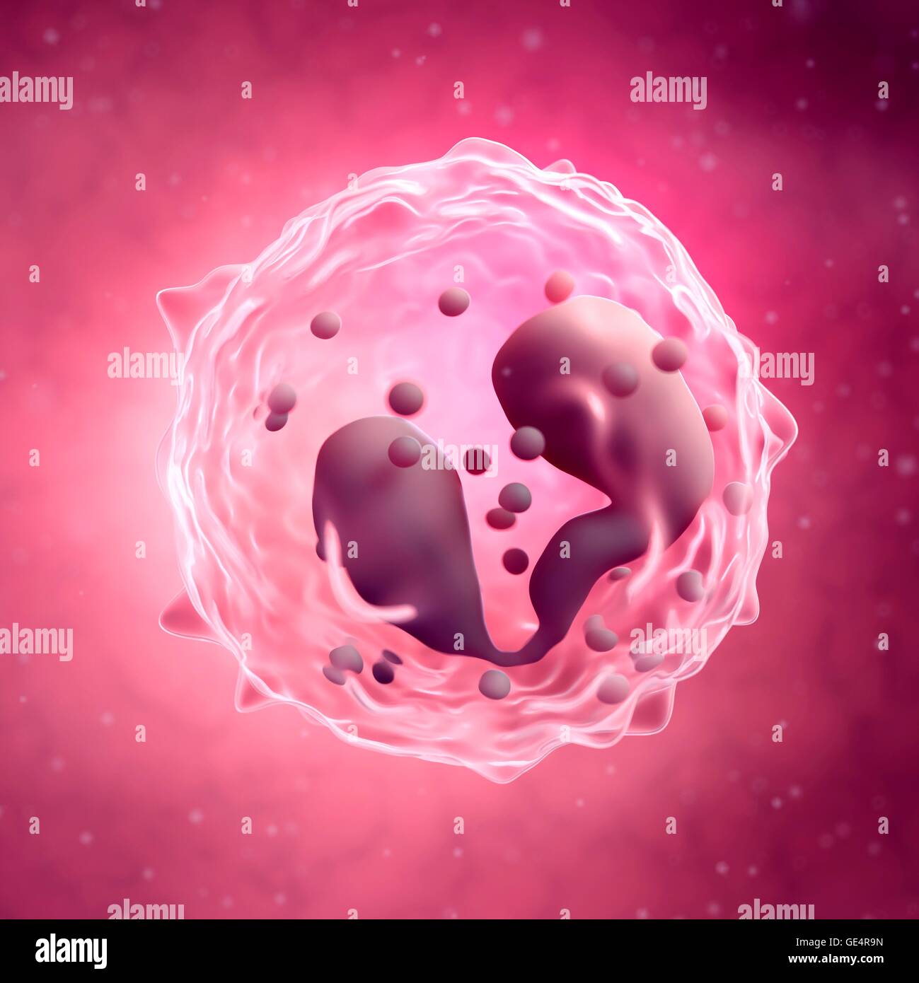 Eosinophilen, Abbildung. Stockfoto