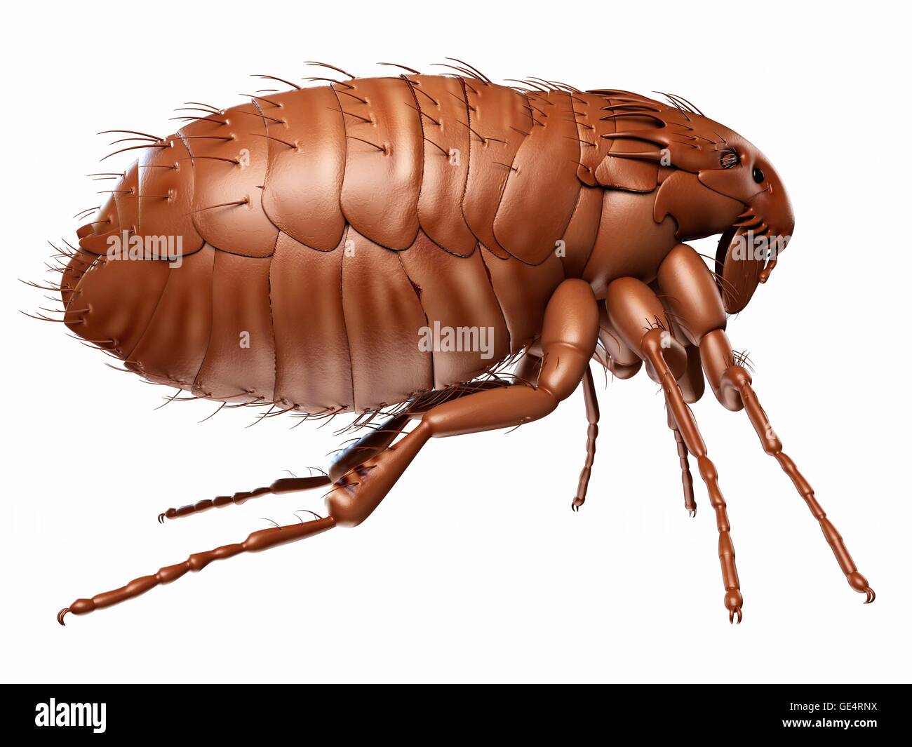 Bild Von Floh: Unlocking the Power of Creative Expression