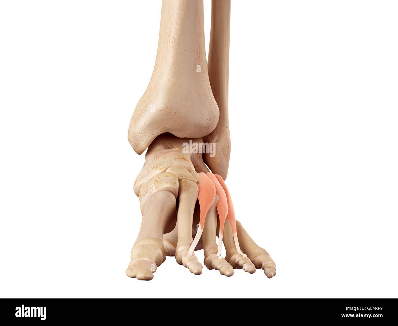 Anatomie des menschlichen Fußes, Abbildung. Stockfoto