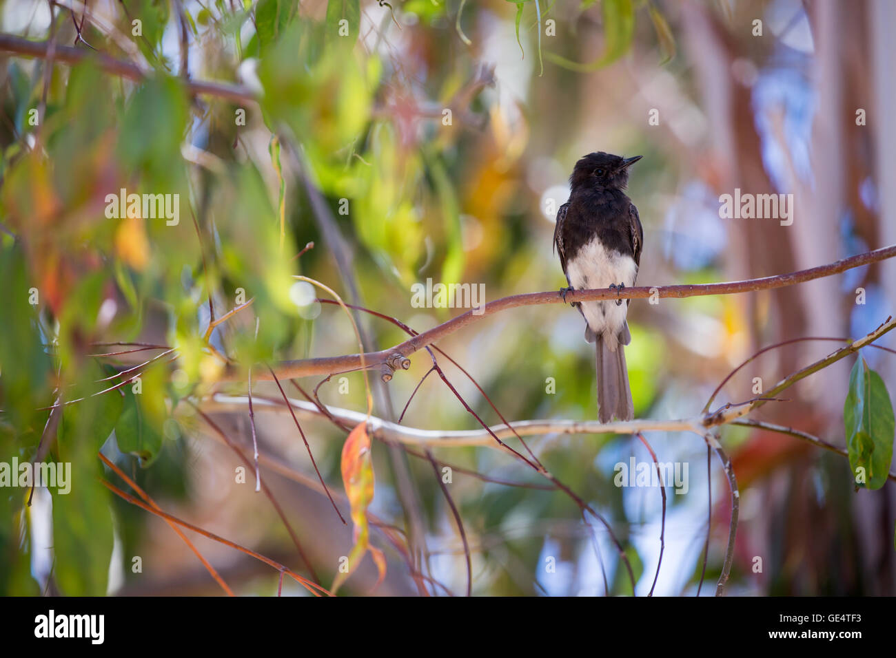 Schwarz Phoebe (Sayornis Nigricans) thront auf einem Ast Stockfoto