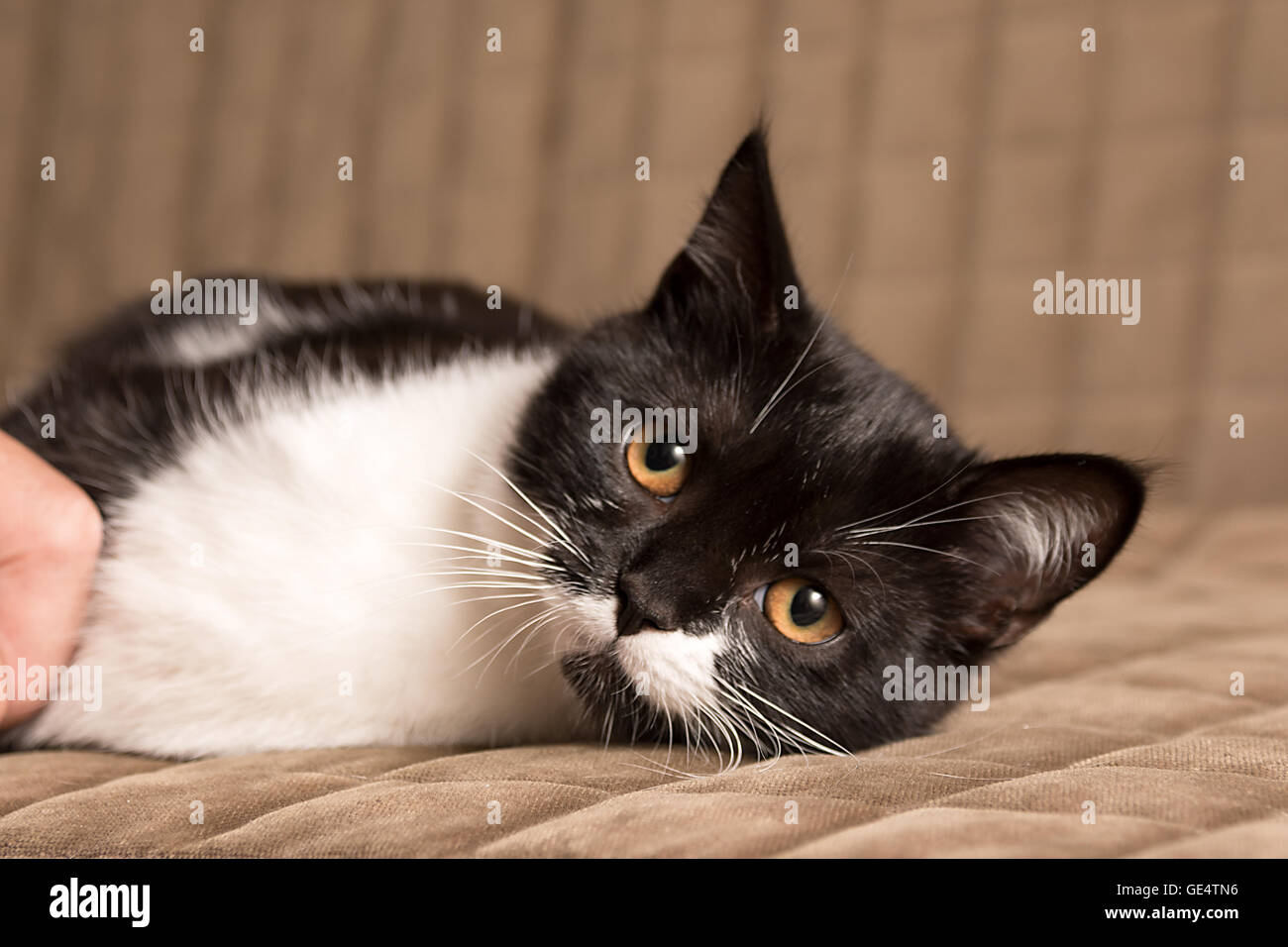 Master Hände streicheln der Katze Stockfoto