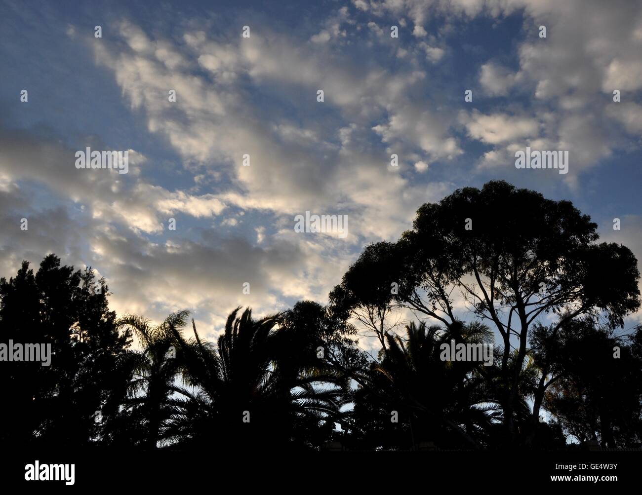 Dämmerung blauen Himmel mit sonnigen Wolken mit Bäumen in der Silhouette in Western Australia. Stockfoto