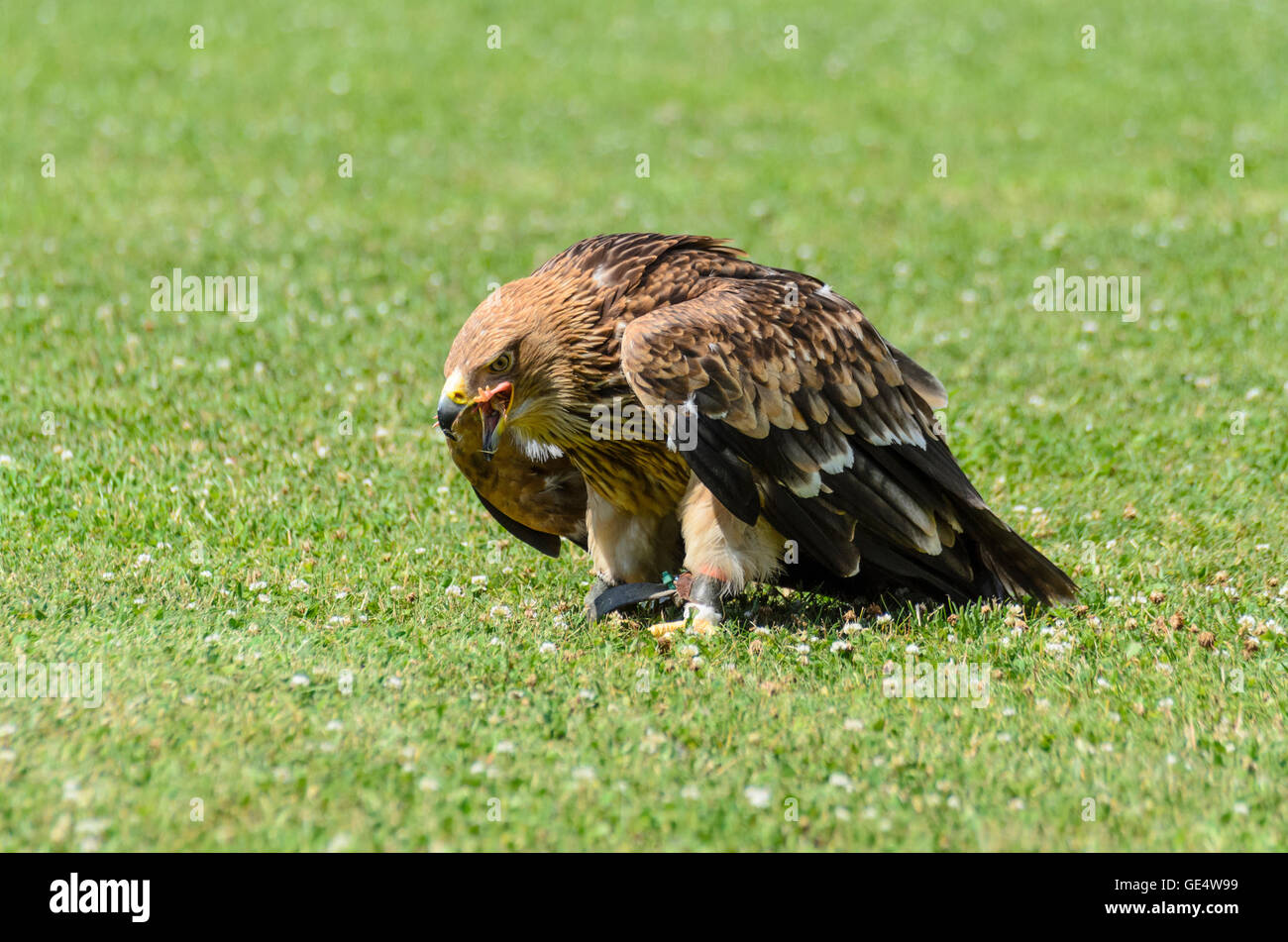 Adler (Haliaeetus Horste) mit Küken im Schnabel bei einer Flugvorführung in der Falknerei und Raptor-Center der österreichischen F Stockfoto