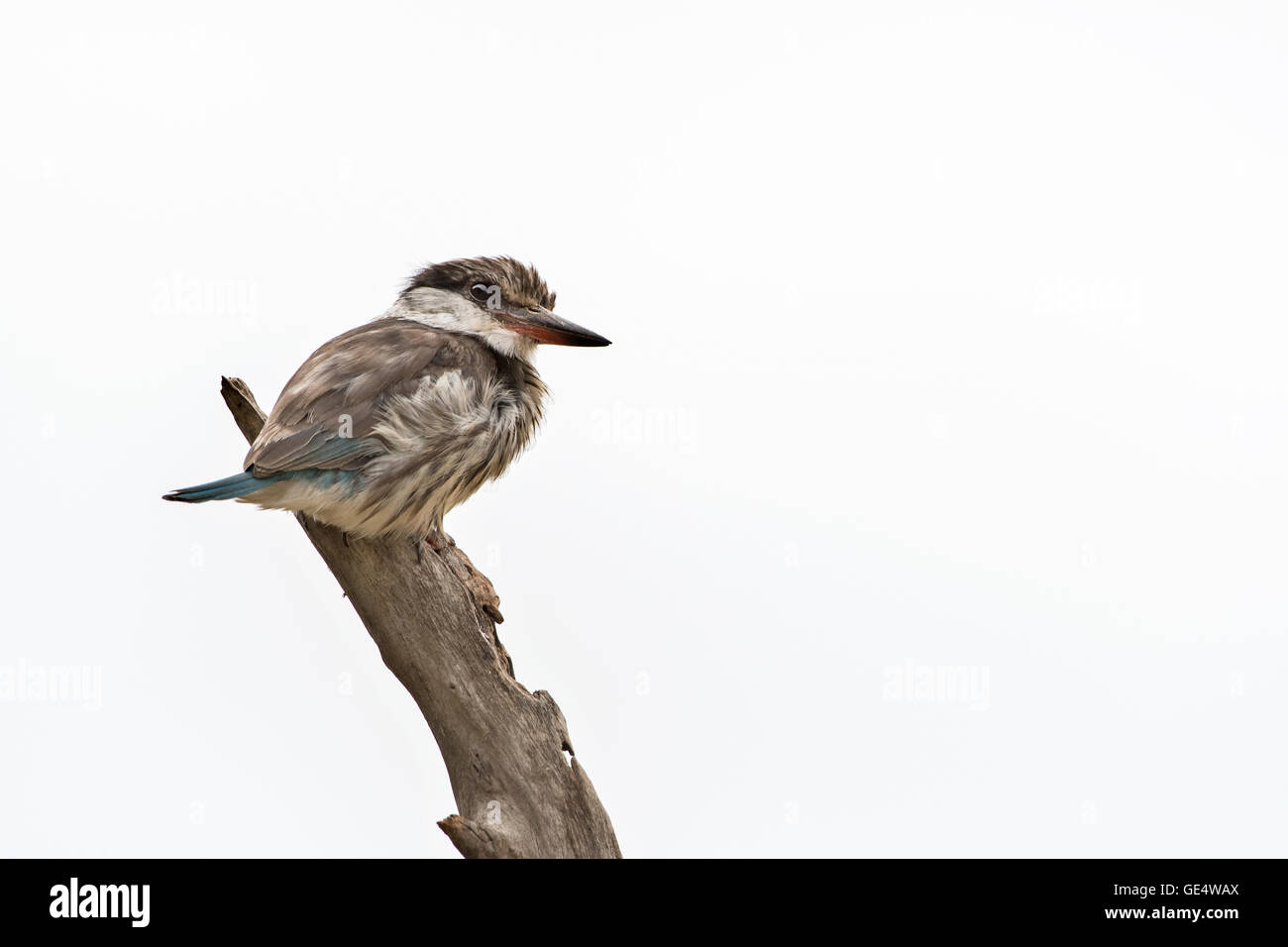 Tansania, Lake Manyara NP, gestreiftes Kingfisher Halcyon chelicuti Stockfoto