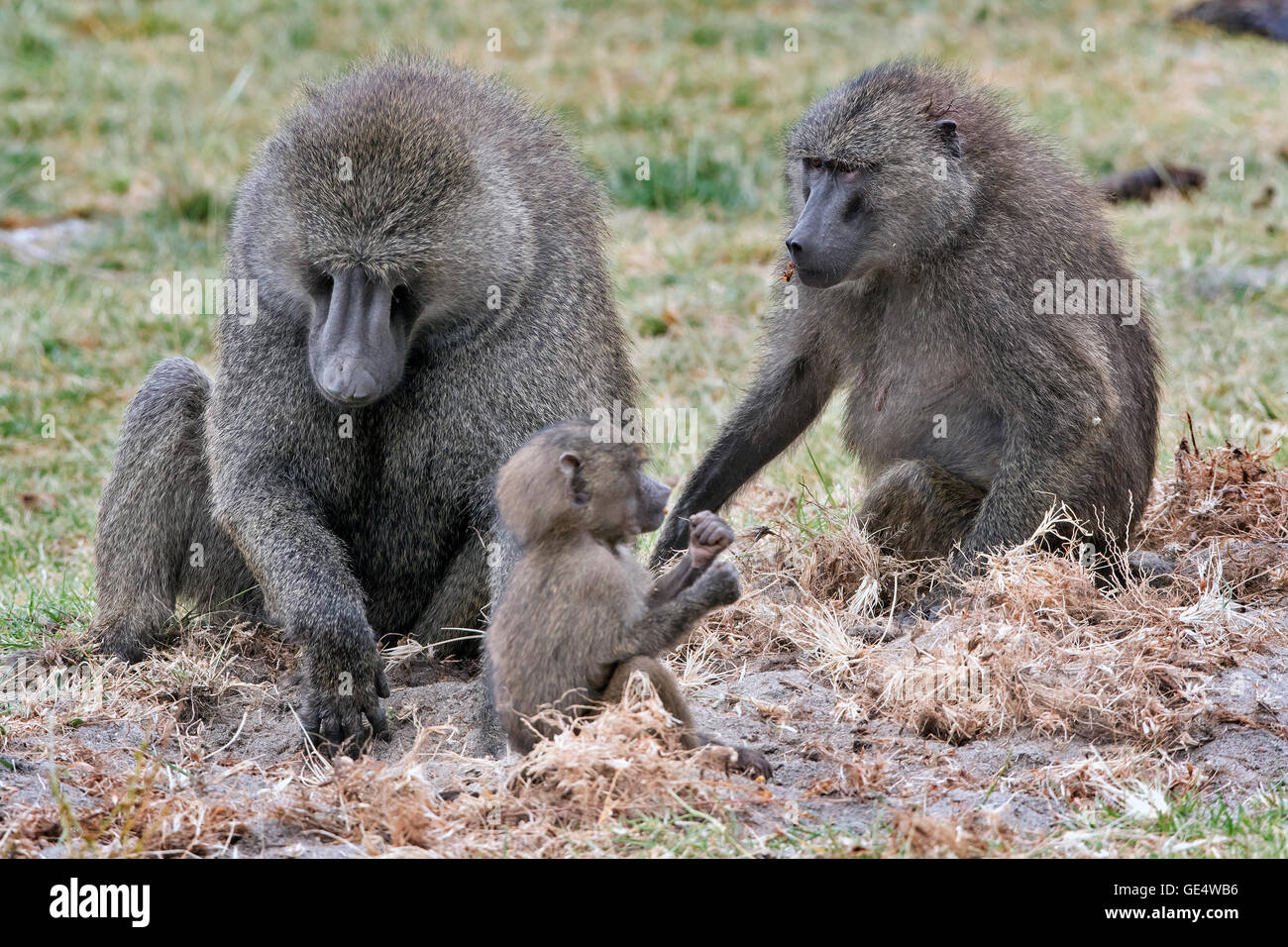 Tansania, Tarangire NP, Olive Paviane Papio anubis Stockfoto