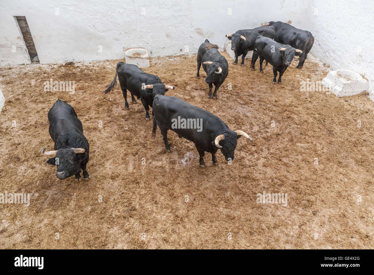 Spanisch tapferen Kampf Stier im Stall, Spanien Stockfoto