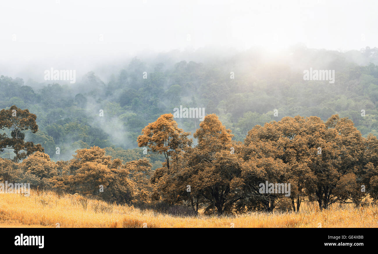 Orangenbaum und Rasen im Herbst Saison mit weit im Hintergrund des big Mountain verschwommen durch fliegende Nebel nach Sonnenaufgang und regnet. Stockfoto
