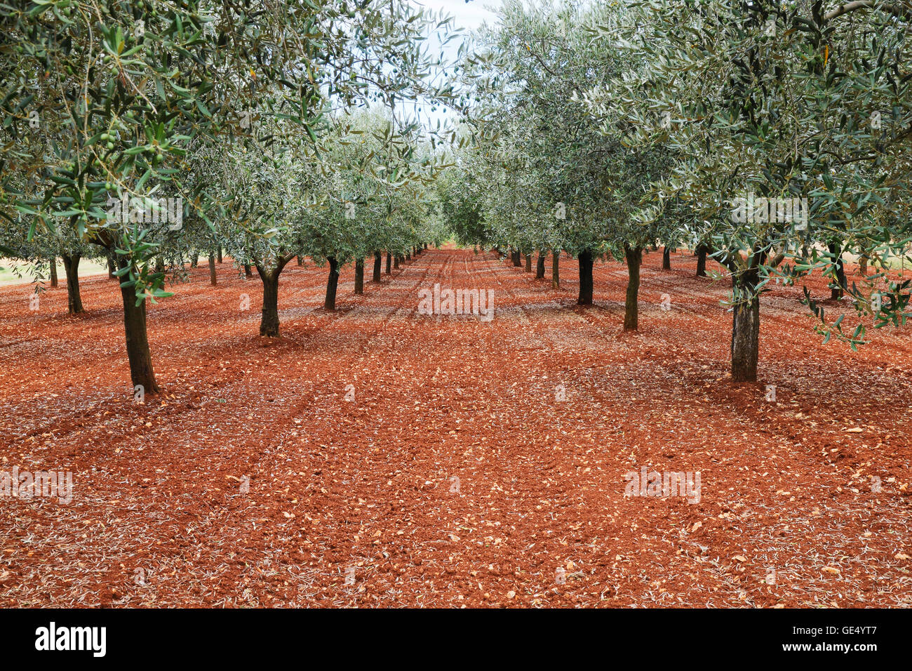 Olive Plantage. Olivenbäume in Folge. Stockfoto