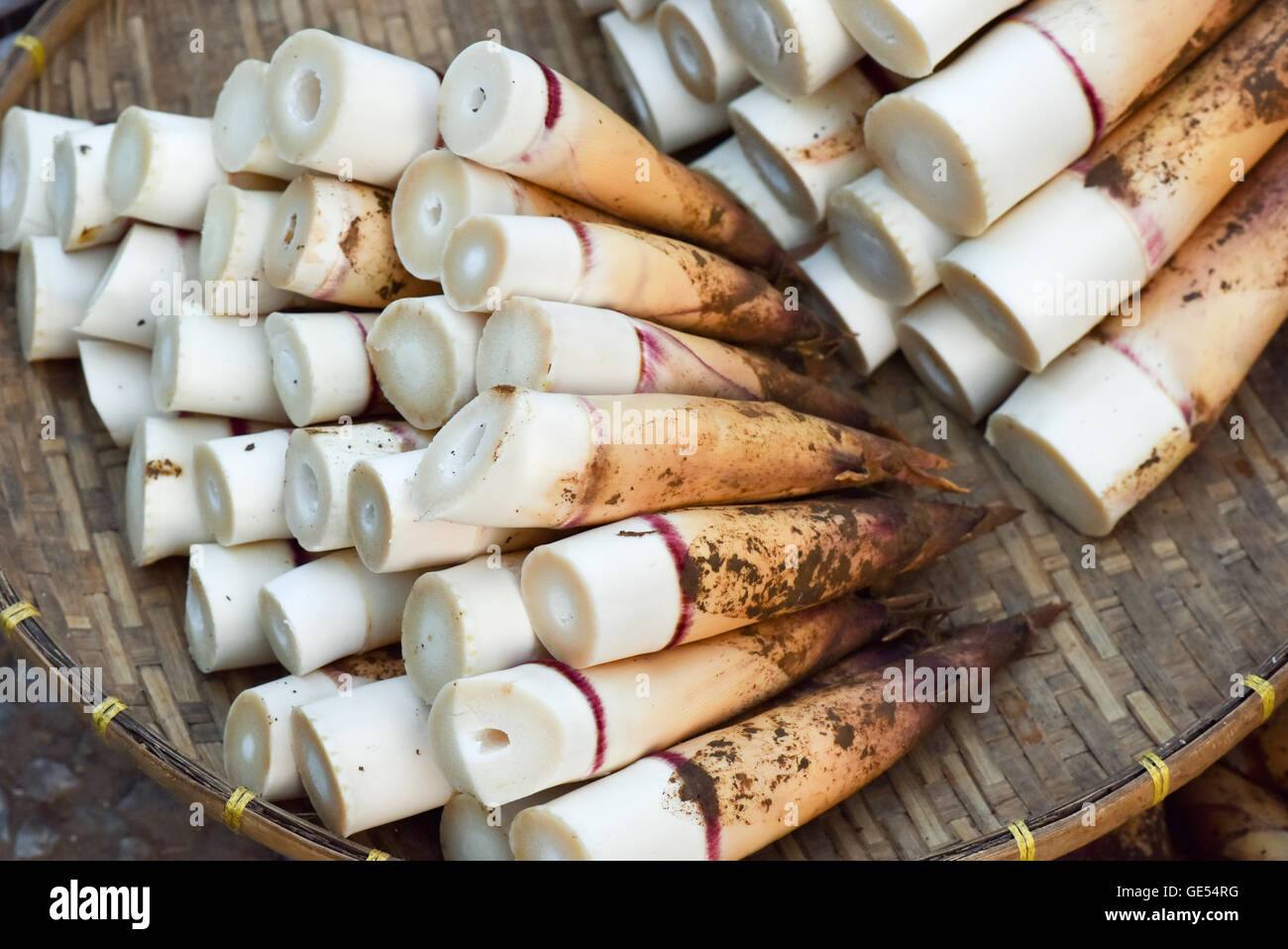 Bambussprossen Luang Prabang Laos Stockfoto