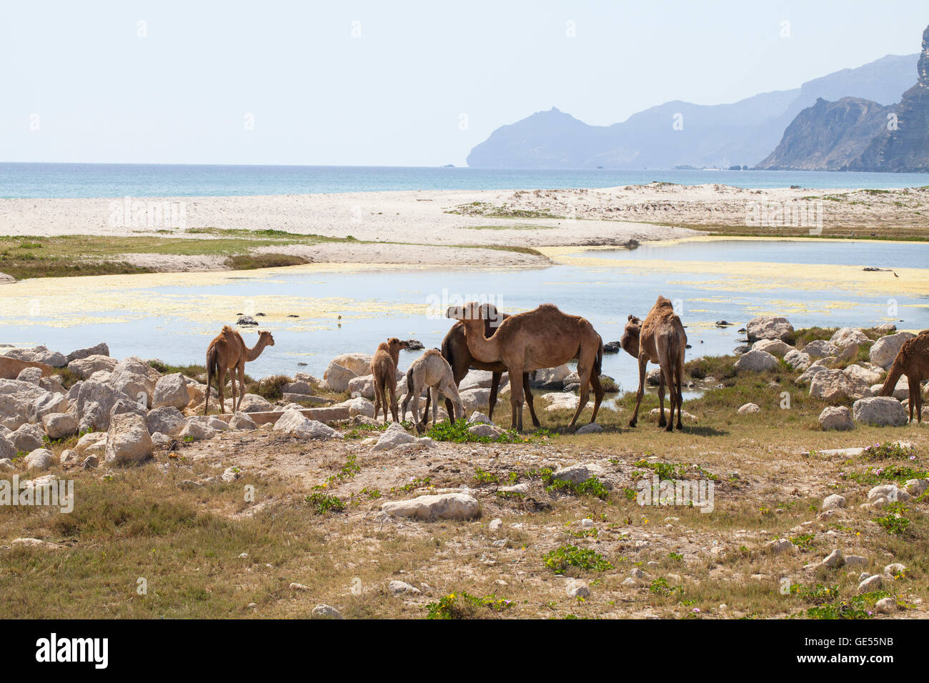 Bild der Kamele an einem Strand in Dhofar, Oman. Stockfoto