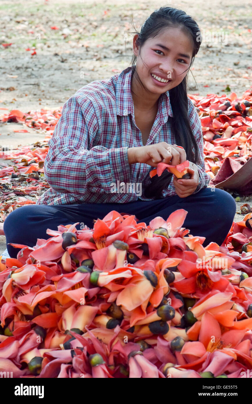 Frauen Kommissionierung & Sortierung Kapok Blumen auf Donsao Insel Laos, zarten Blätter, Knospen & Obst gegessen. Samen werden geröstet & verwendet zu Stockfoto