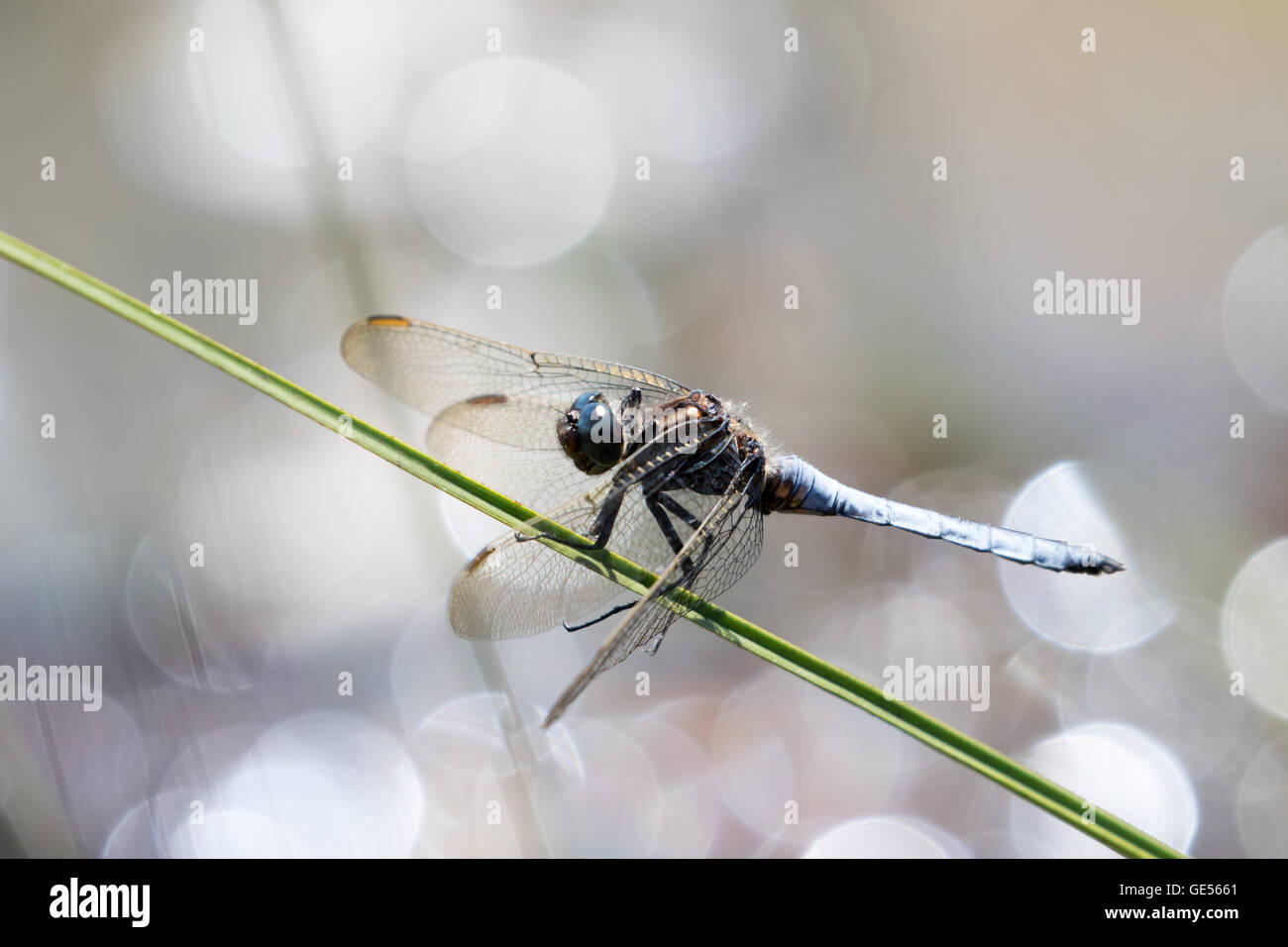 Ein männlicher Gekielt skimmer Dragonfly (orthetrum Coerulescens) an thursley Gemeinsame nnr Stockfoto
