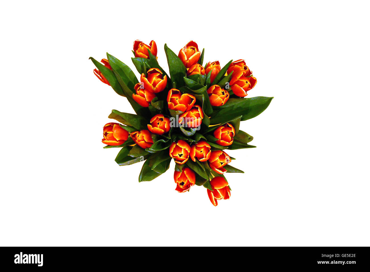 Viel Og frische Tulpen in einer vase Stockfoto