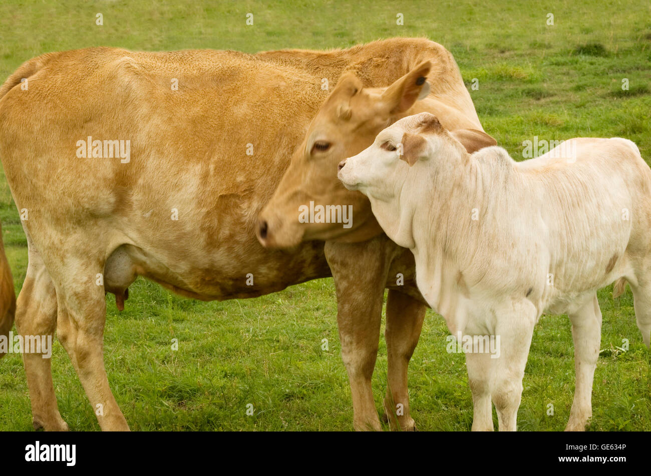 Charolais Kuh mit Kälbchen - Frühling Zeit Mutterliebe - Ländliches Motiv Stockfoto