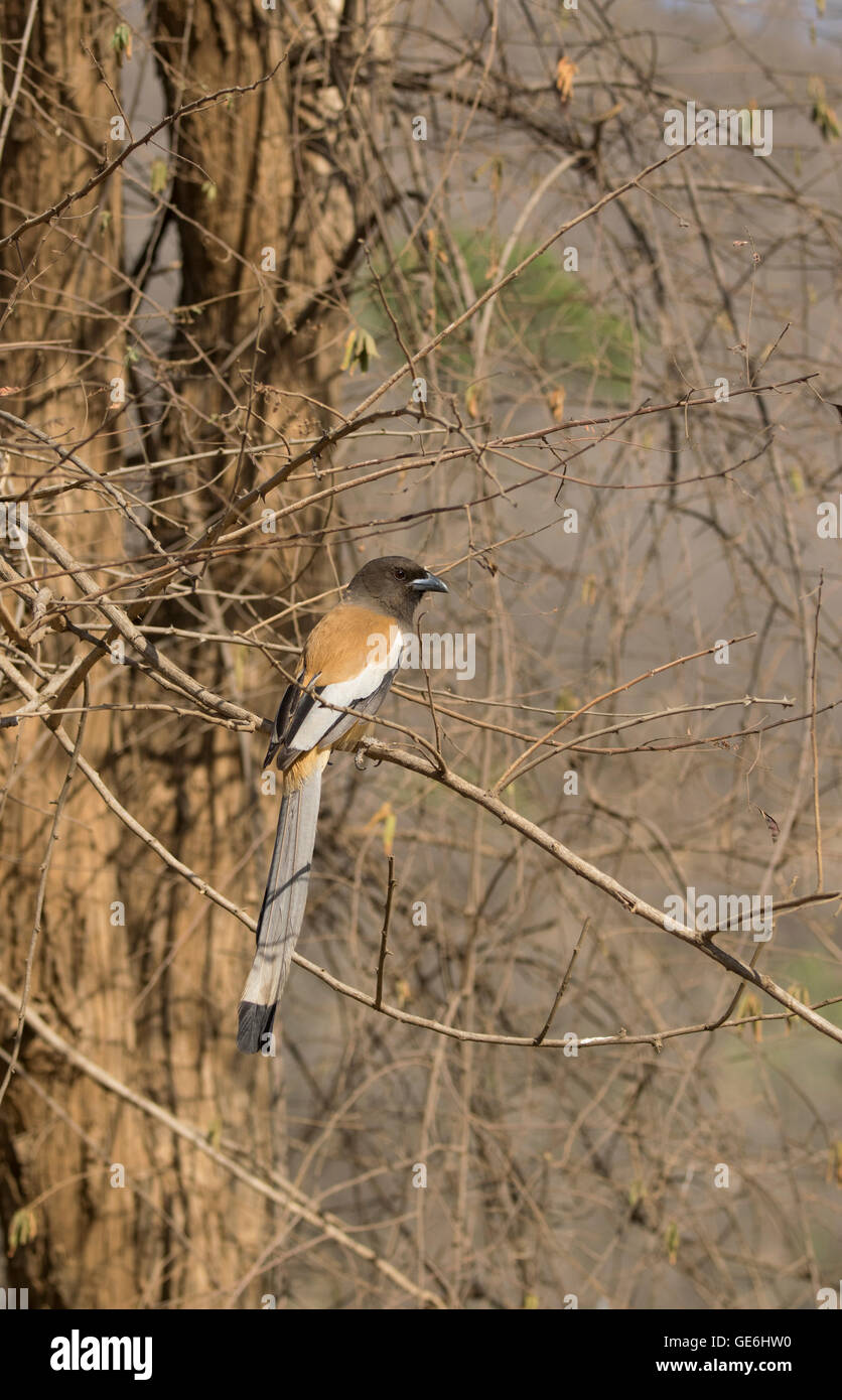 Ein rufous Treepie in Sariska Tiger Reserve, Rajasthan, Indien Stockfoto