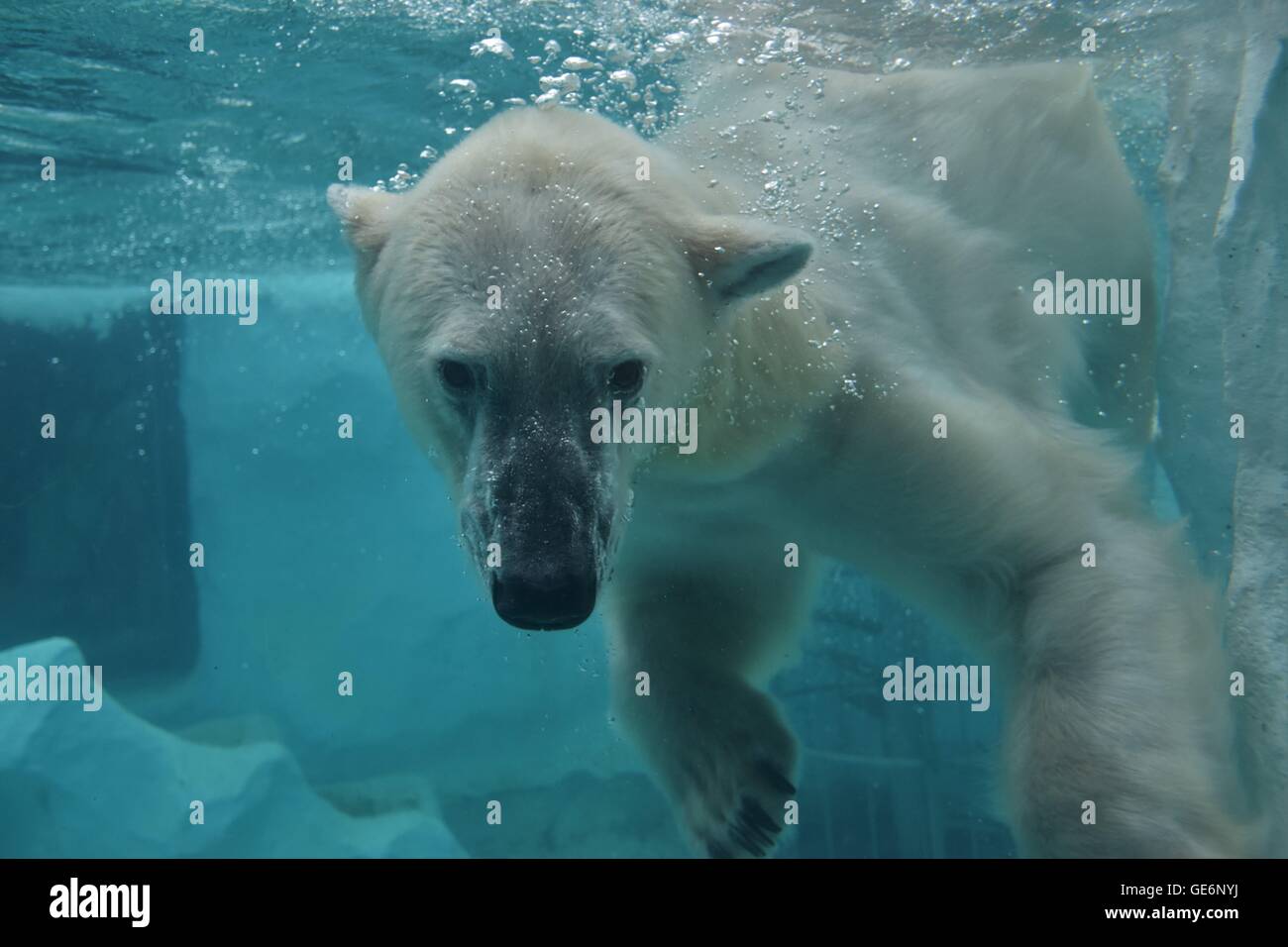 Eisbären schwimmen Stockfoto