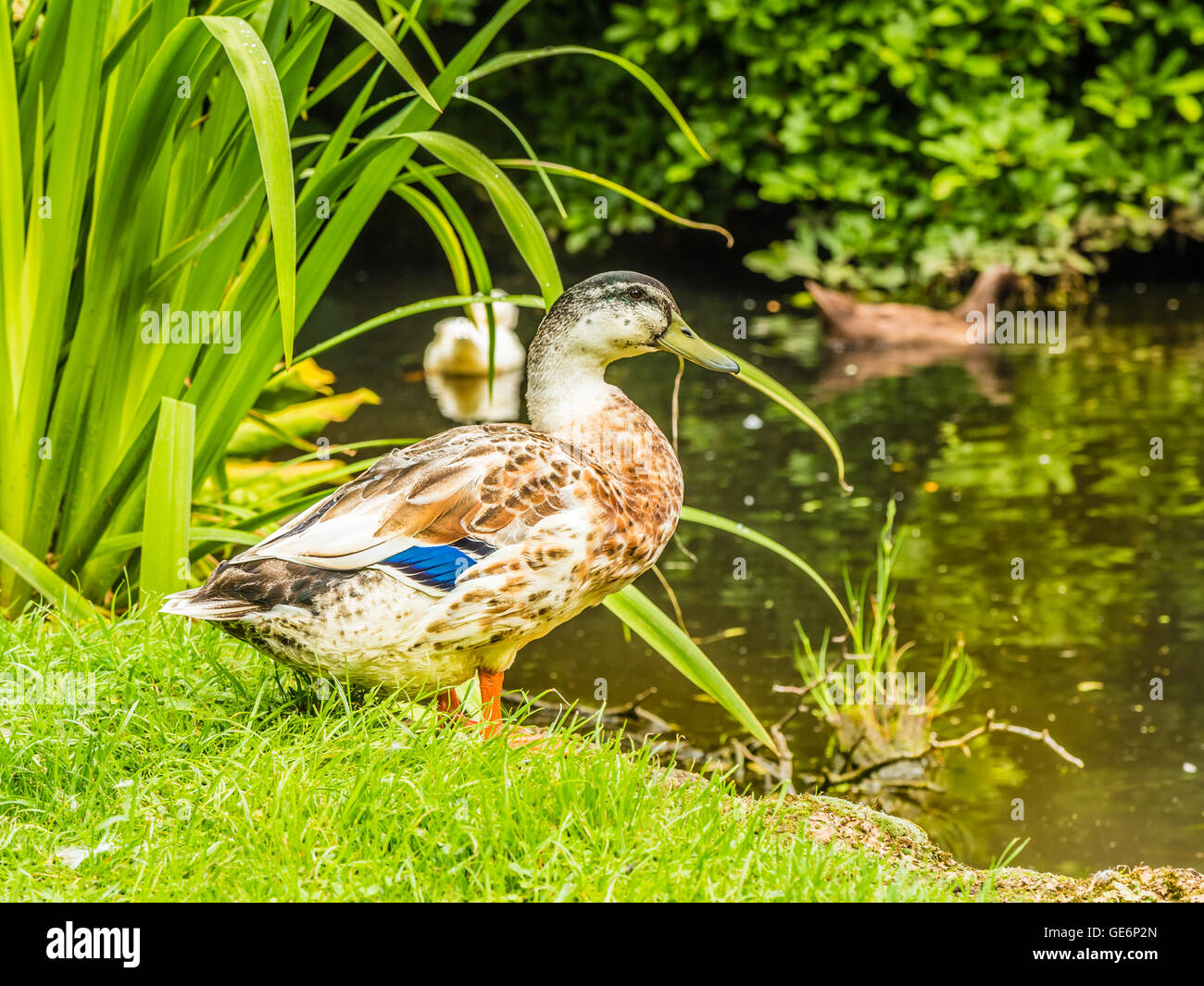 Ente an einem Teich Stockfoto