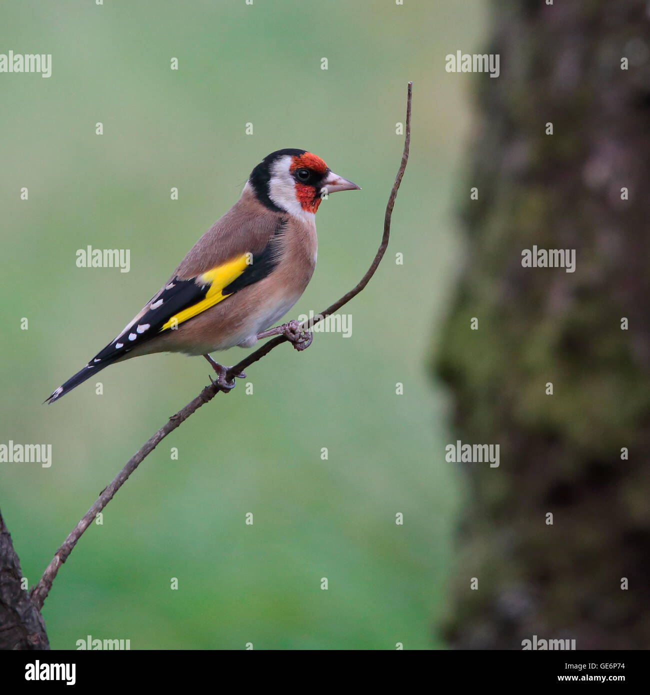 Europäische Stieglitz, auch bekannt als Stieglitz, thront auf einem dünnen Ast gegen den grünen Rasen Stockfoto