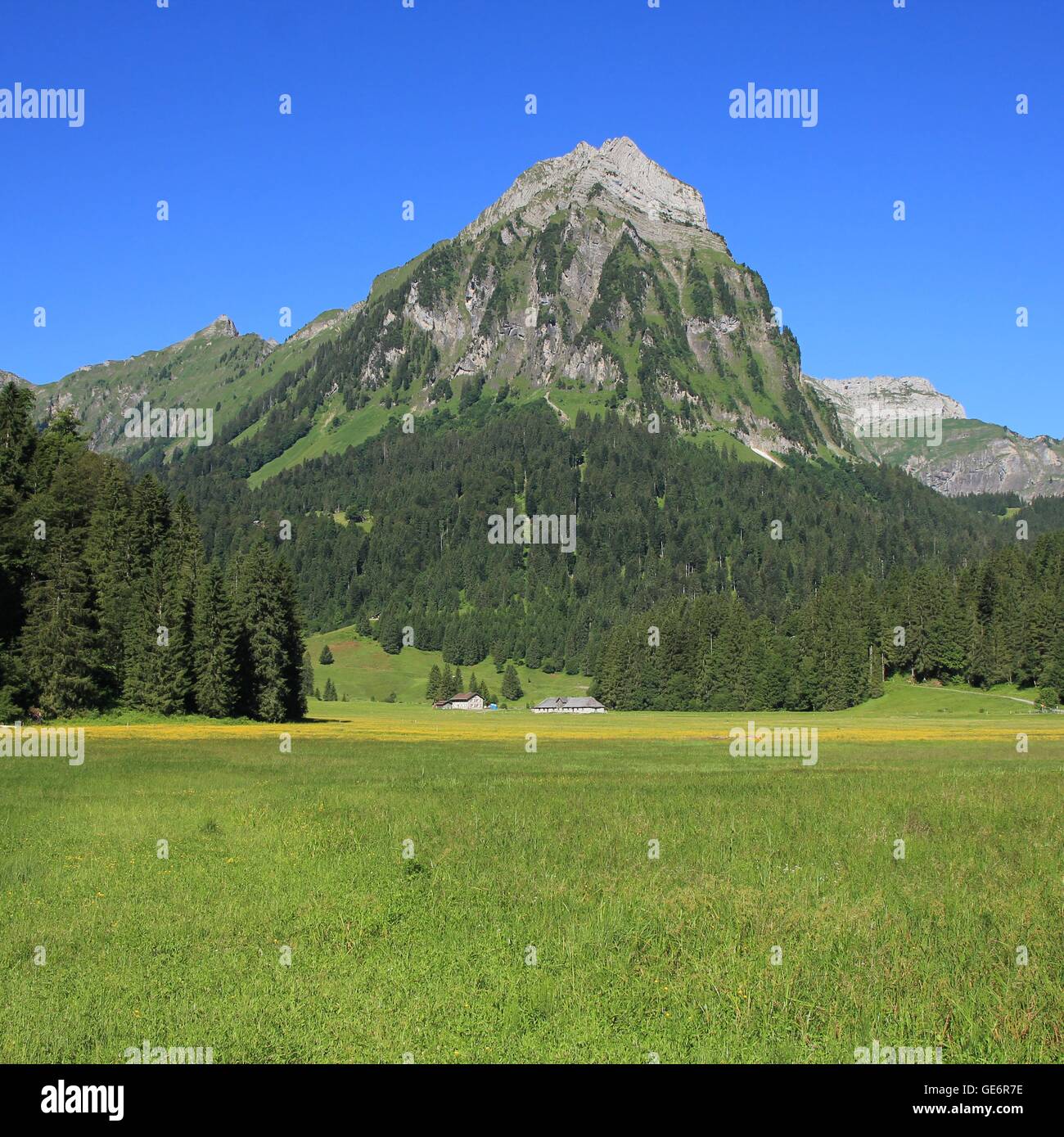 Mt Brunnelistock, Tannenwald und grüne Wiese. Natur-Hintergrund. Stockfoto