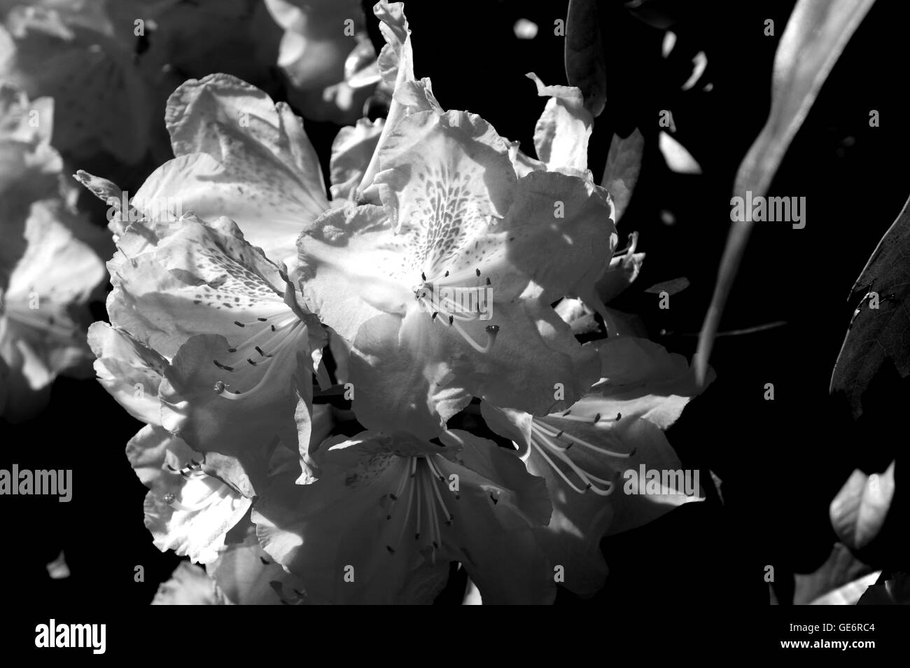 Blackandwhite, liebenswert, Waldisputninsphotography, Geometrie, abstrakt, Kunst, schwarz, launisch, kreativ, Blumen, Blume, Pflanzen, Pflanze, herbart Stockfoto