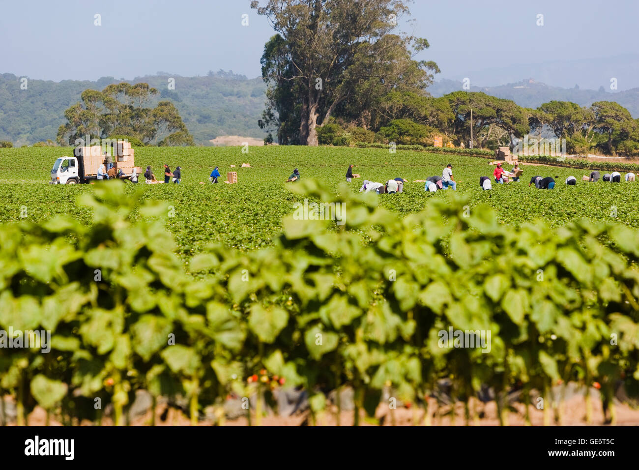 Arbeitern, Abholung in Erdbeere Erdbeeren Feld, Salinas, Kalifornien, USA Stockfoto