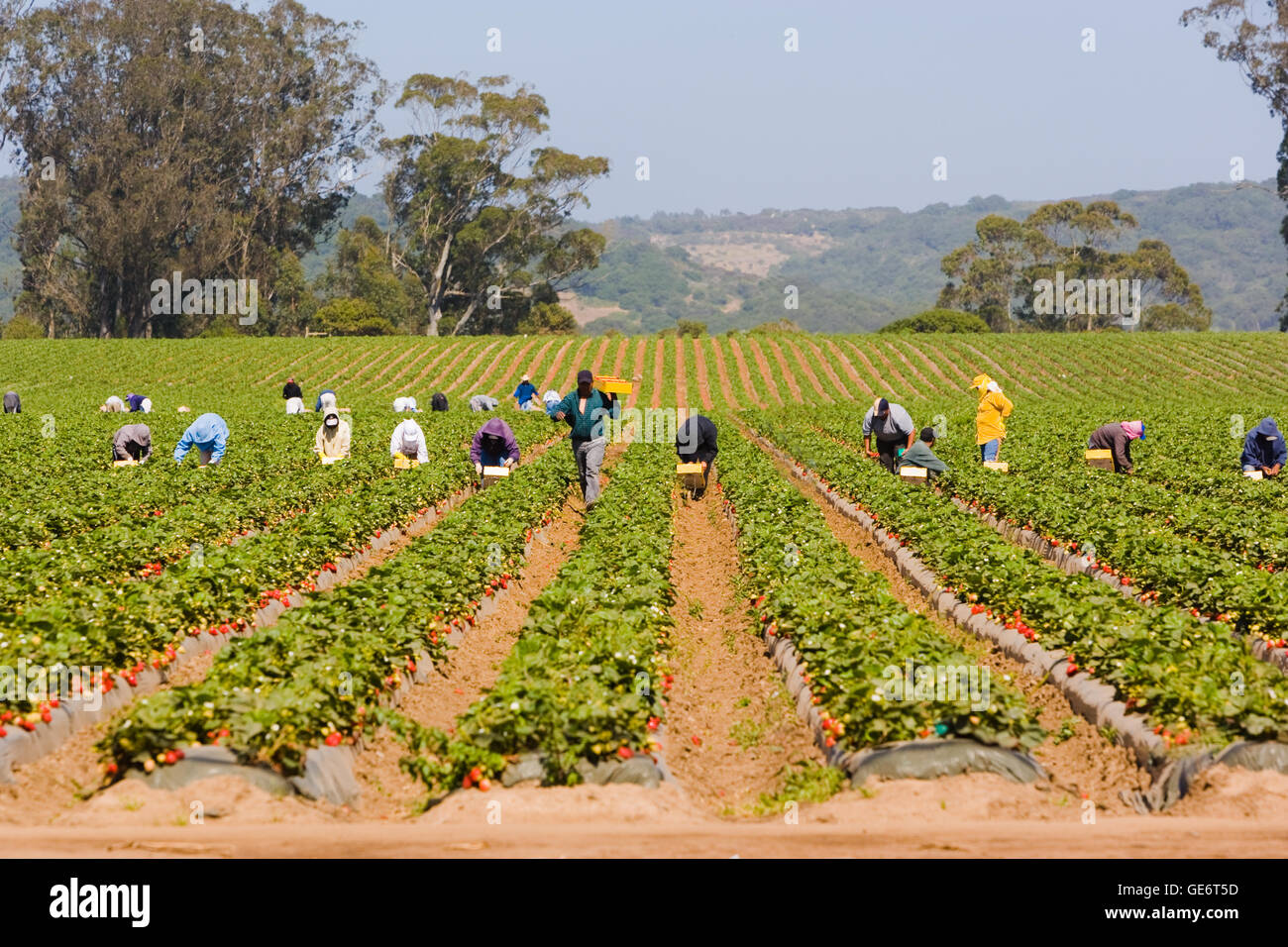 Arbeitern, Abholung in Erdbeere Erdbeeren Feld, Salinas, Kalifornien, USA Stockfoto