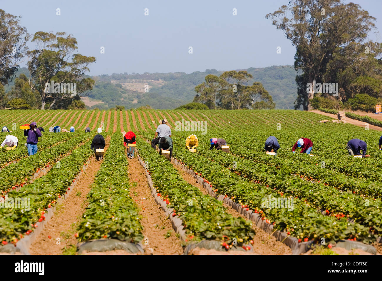 Arbeitern, Abholung in Erdbeere Erdbeeren Feld, Salinas, Kalifornien, USA Stockfoto