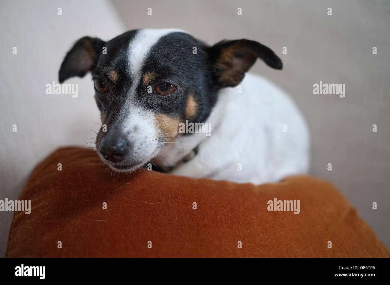 Kleine Ratte Terrier Hund auf Kissen auf dem Sofa liegend Stockfoto